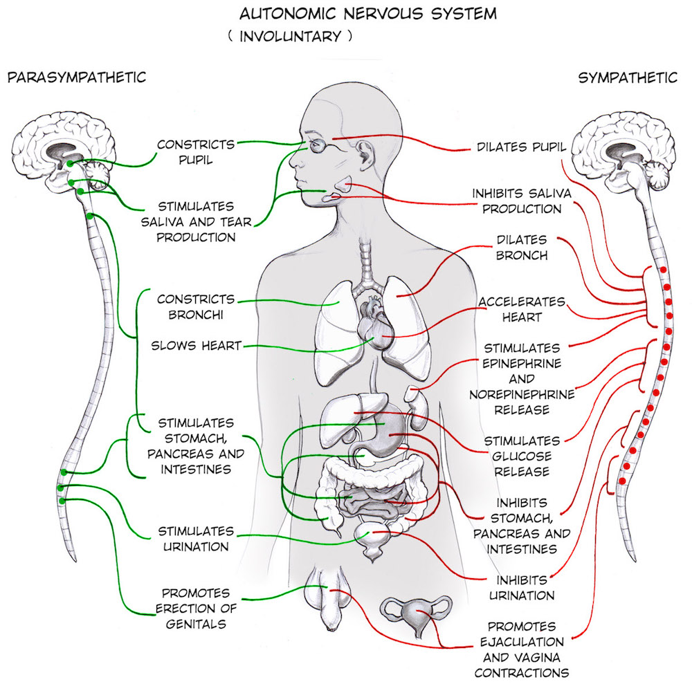 sympathetic and parasympathetic nervous system
