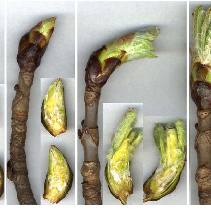 Figure X-3 External features of a woody stem in Aessculus hippocastanum (horse chestnut)