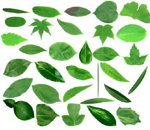  Figure X-6 Few samples of leaf shapes