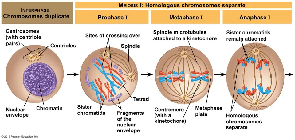 Figure X-1. Stages of Meiosis