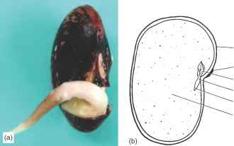 Figure X-2 Dicotyledonous seed structure: (a) germinating <em>Phaseolus coccineus</em> (runner bean) seed showing developing radical; (b) long section of a <em>Phaseolus vulgaris</em> (French bean) seed