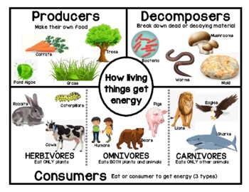 Biotic Components of Ecosystem
