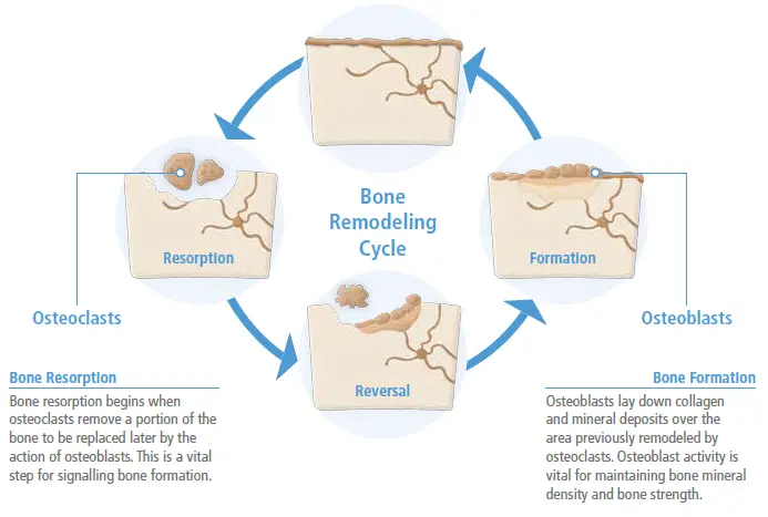 Bone remodeling cycle