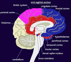 The Parietal Cortex Role in Retrieval —Viquepedia