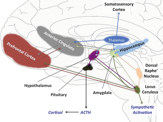 Brain areas involved in anxiety