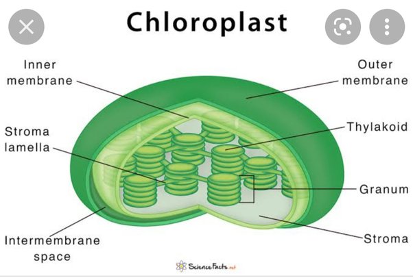 Chloroplast structure