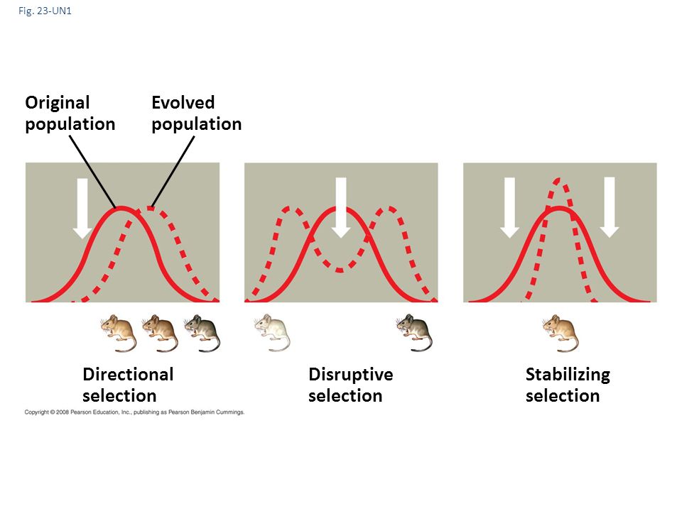 Diagram showing the differences between directional, disruptive and stabilizing selection.