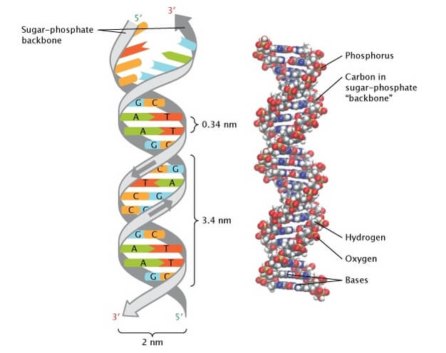 Picture of a typical DNA molecule.