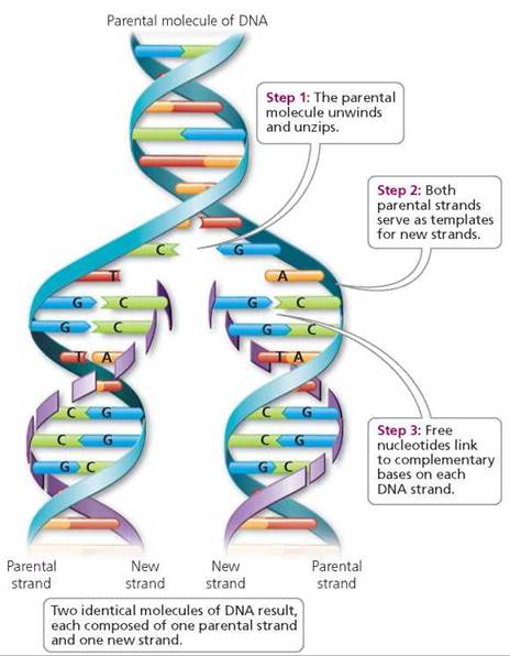 Figure X-2 | Replication of DNA
