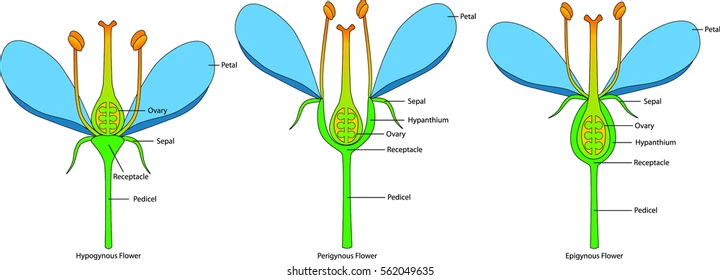 Flower ovary positioning