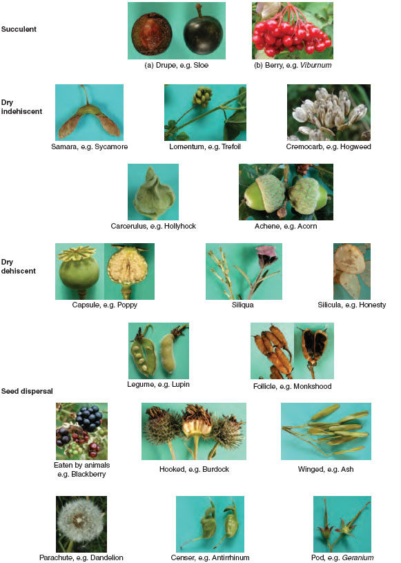 Figure X-3 Fruit types and seed dispersal