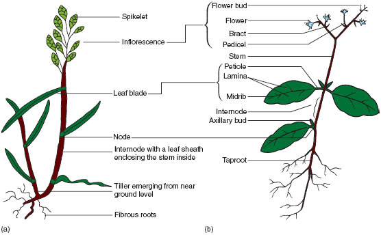 Figure X-1 Generalized plant forms: (a) a grass (a monocotyledon); (b) a dicotyledon