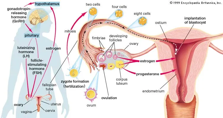 Anatomy of the female sex organs and physiology of the menstrual cycle