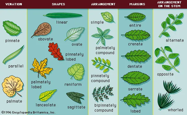 Discover more than 150 different types of leaves drawing latest -  seven.edu.vn