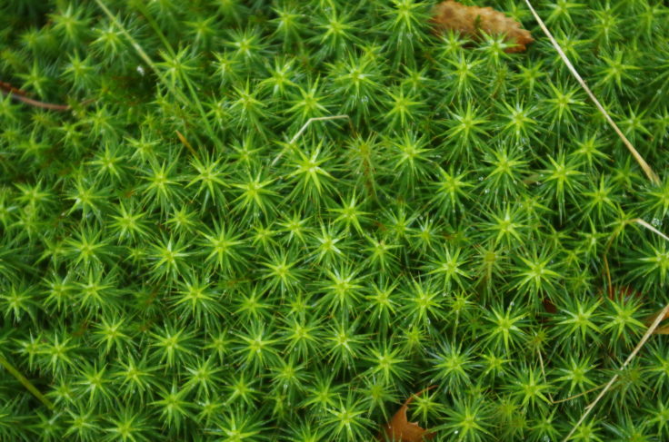 A moss flora plant.