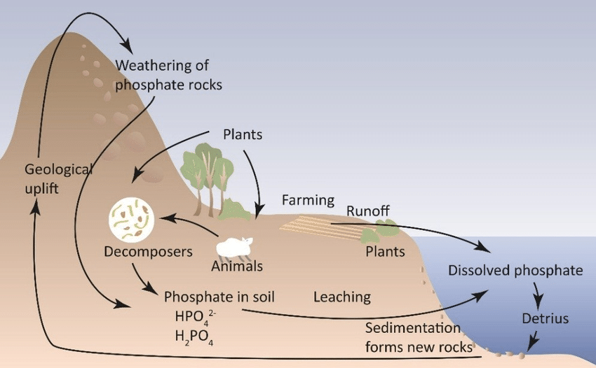 phosphorus-cycle