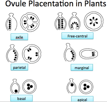 Types of placentation
