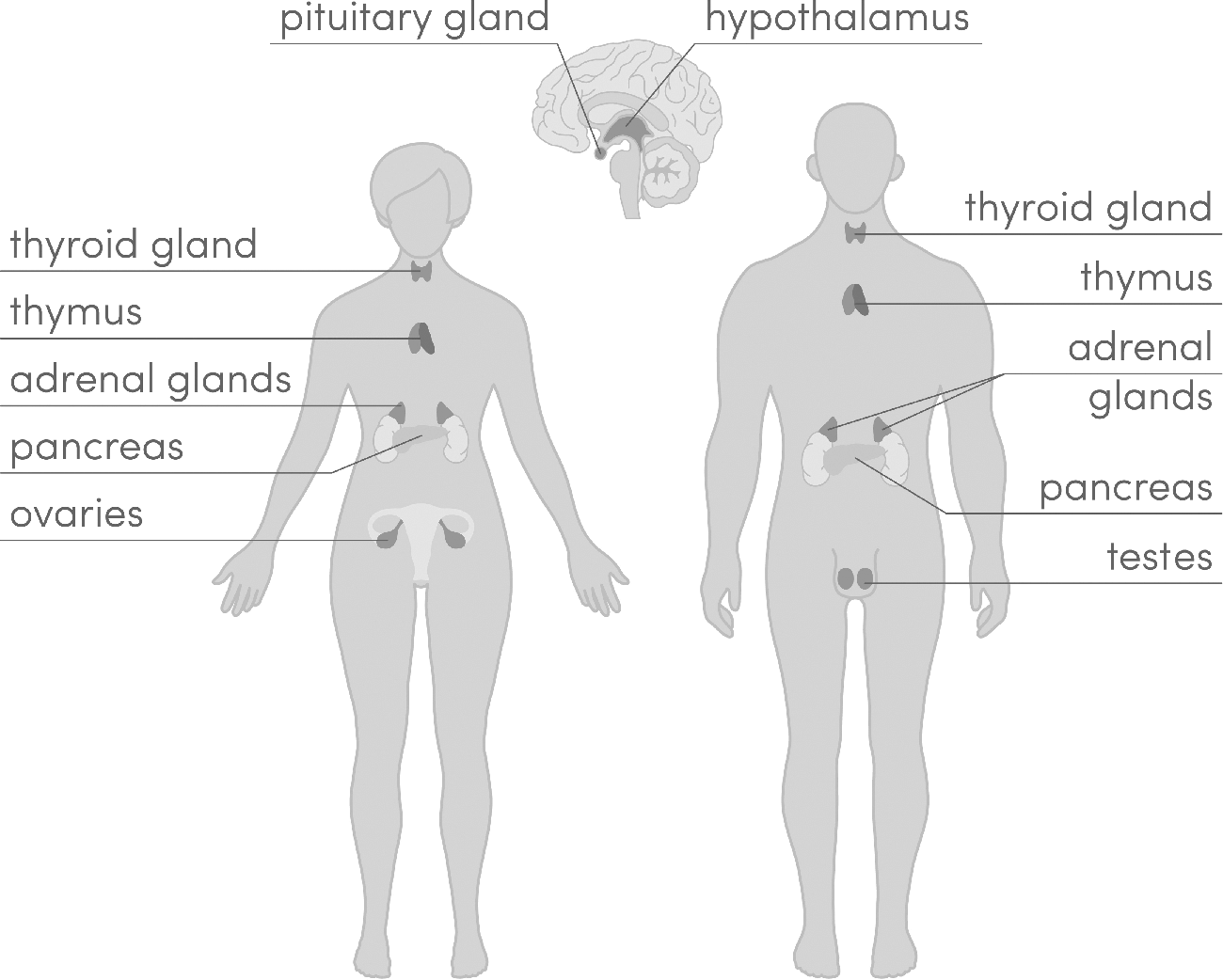 Figure 2.2 The endocrine system includes the hypothalamus and the pituitary gland in the brain