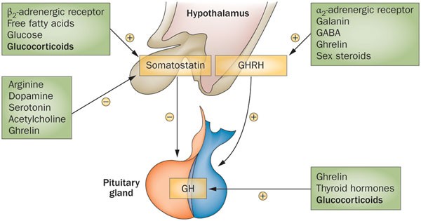 Figure X-1 The hypothalamus regulates hormone release from the pituitary gland.