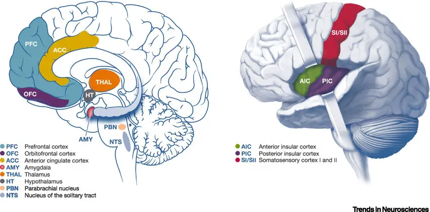 Brain regions involved in somatic symptom and related disorders