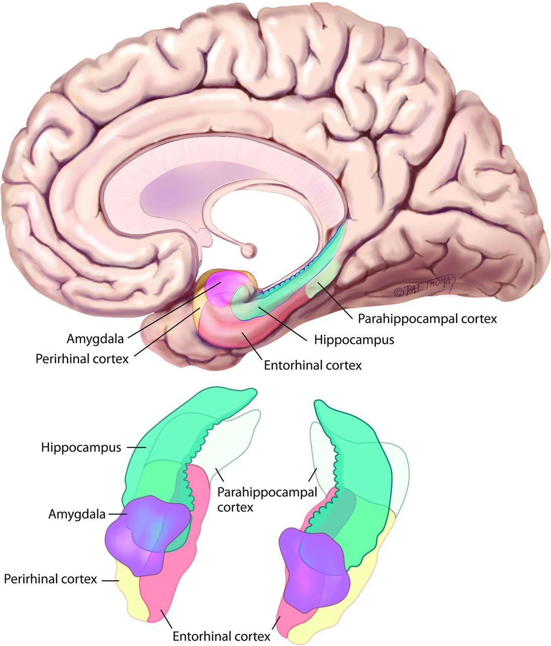 Brain regions affected by amnesia