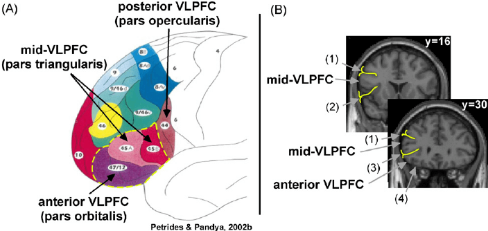 Anatomical representations of the PFC regions | Credit: Adapted from the Internet